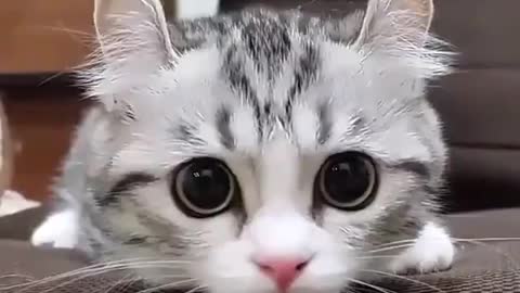 Adorable Cute kitten scene