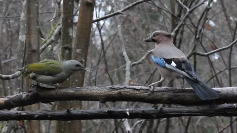 Grey-Headed Woodpecker and a Jay