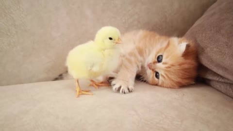 Cute kitten with his friend❤️🐈🐥