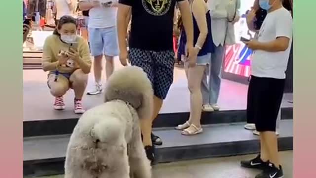 Cute and Funny Dog Videos Compilation🐕🐕