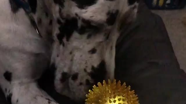 THE GREAT DANE Dog Video 127 - Great Dane Compilation - Tallest Dog in The World
