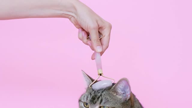 massaging a cat with a facial roller