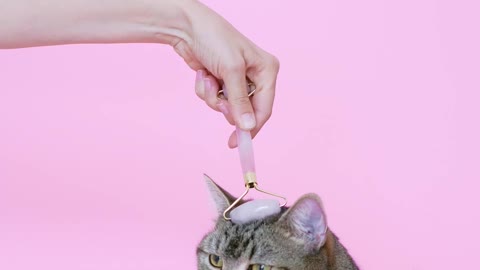 massaging a cat with a facial roller