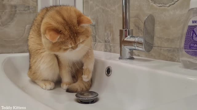 Akai's cheeks prevent him from drinking tap water