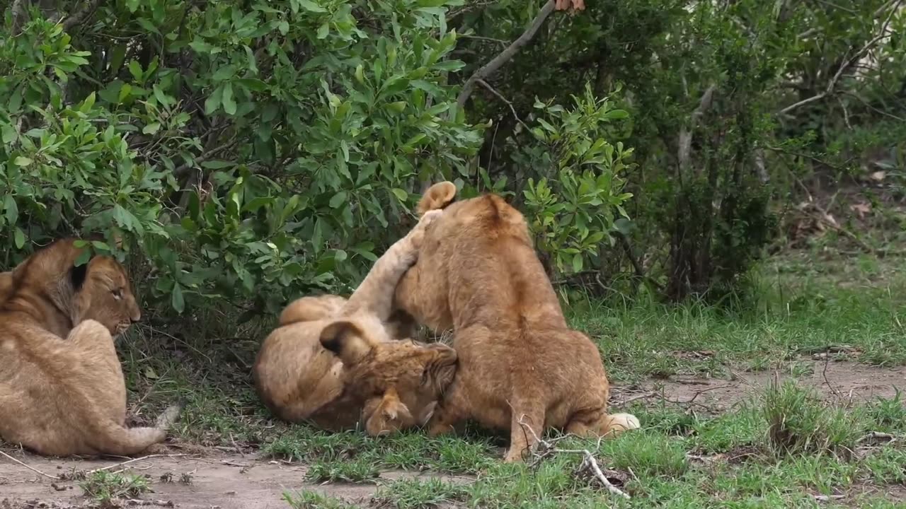 Female Iion and kids