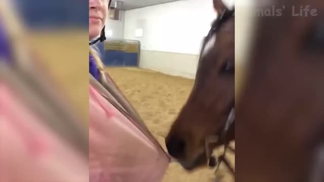 And how is your new horse?... Phew! is so shy..