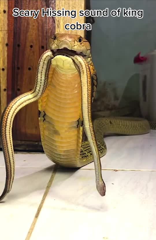 Axing beautiful snake