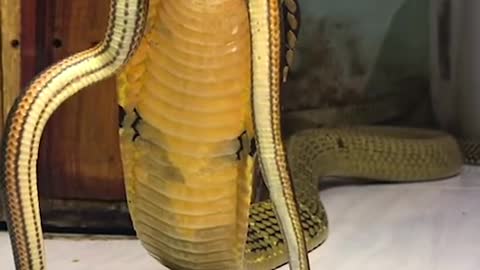 Axing beautiful snake