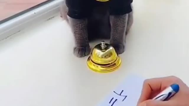 Watch This Smart Cat Doing Math ( Realy Amazing )