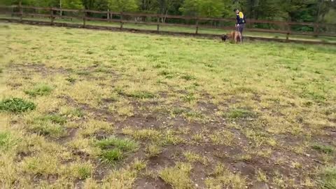 German Shepherd dog Attacks a Pitbull off a leash in the park