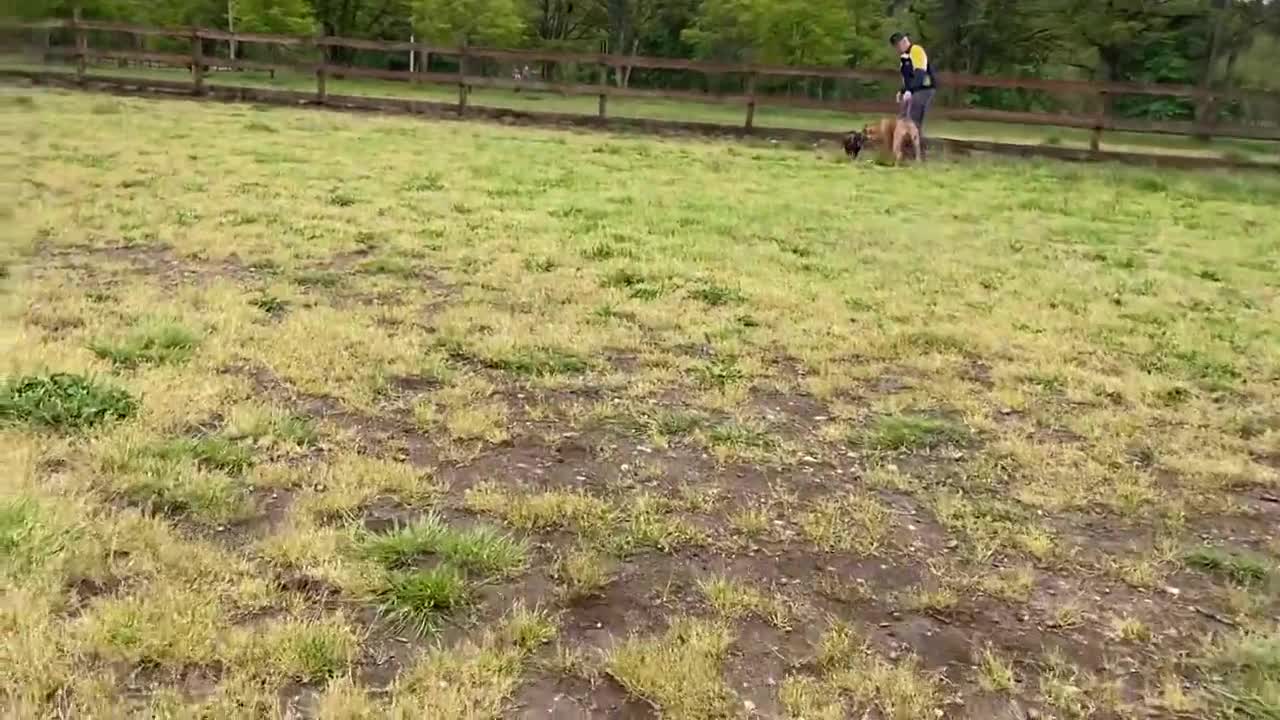 German Shepherd dog Attacks a Pitbull off a leash in the park