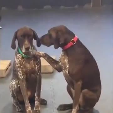 Pupper Says Hi To Her Friends At Daycare
