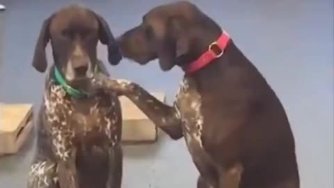 Pupper Says Hi To Her Friends At Daycare