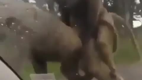 Cute and adorable animal behavior makes anyone happy to see it