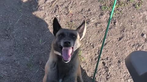 Proudful dog 🐶🐶🐕.