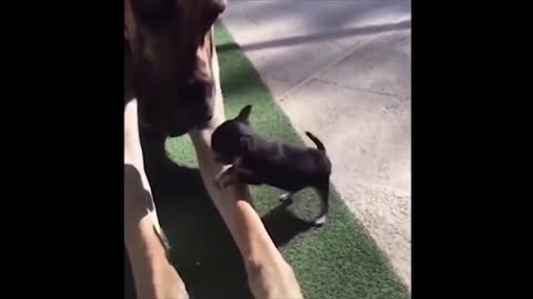 Playful puppy playing with big brother dog