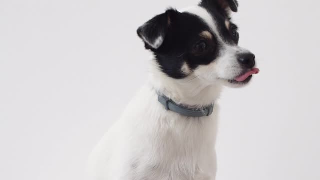 Teach your Dog How to Shake