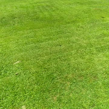 Pretty Fescue Lawns