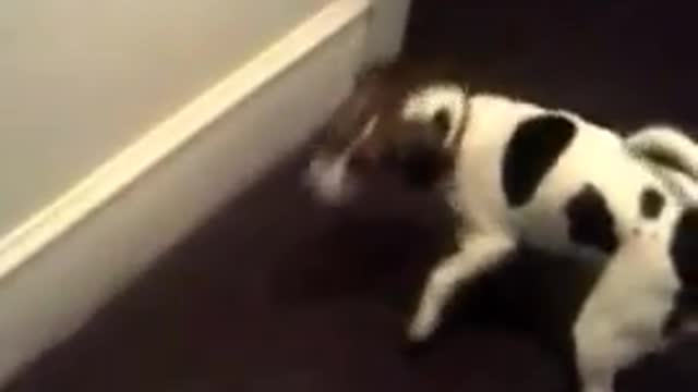 Funny beagle puppy getting laser light