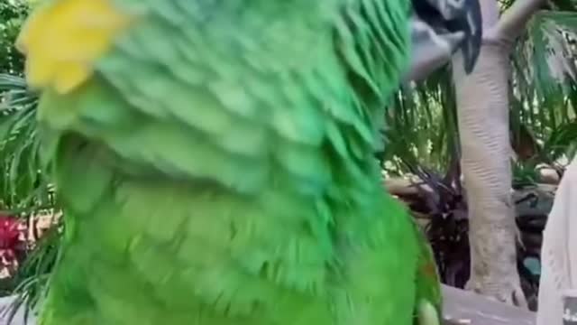 Omg!!! Talking parrot with girl😂😂