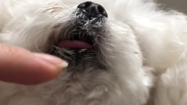 What a puppy does when his tongue is broken. The owner is just wondering about the dog's tongue.