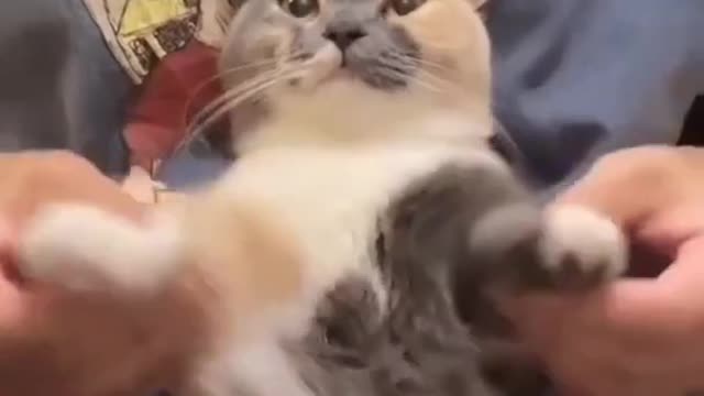 Funny Cat Videos , Cute Cat , Cat