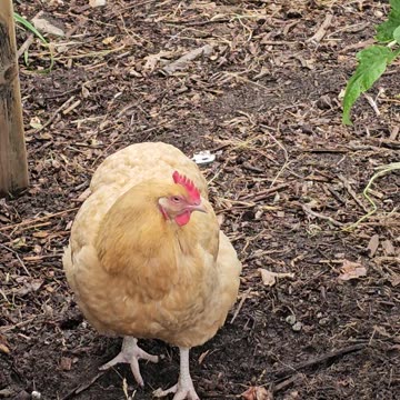 OMC! Brownie the easter egger runs away and Orpington preening!