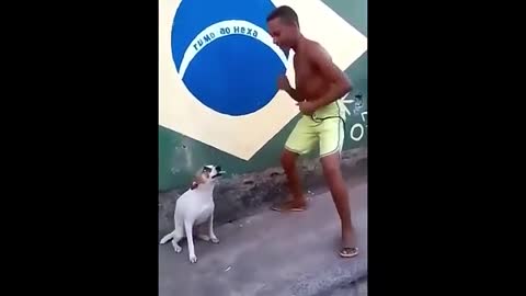 Perro bailando en brasil
