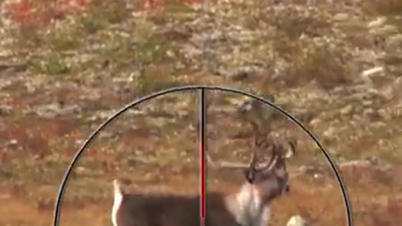 Nunavut Caribou Hunt (Where to Shoot a Caribou) _ Hunting Tips @sako @steine