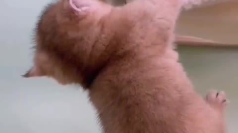 cat crying