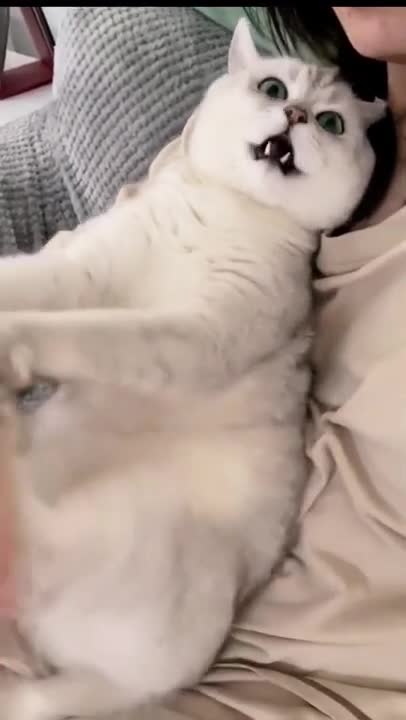 Cats and dogs _ cats meowing _ cats funny videos #shorts