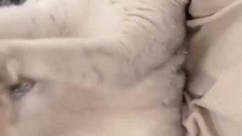 Cats and dogs _ cats meowing _ cats funny videos #shorts