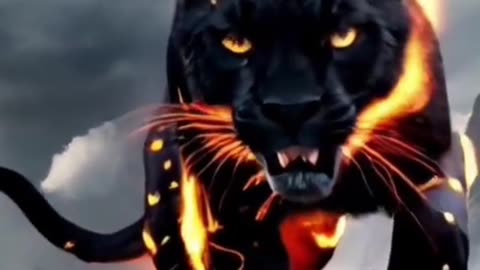 Amazing tiger beautiful and nice