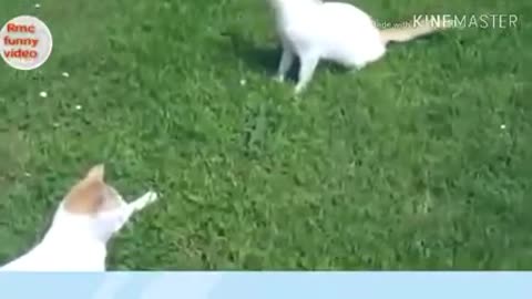 Cat vs chicken -cat vines cat funny videos.