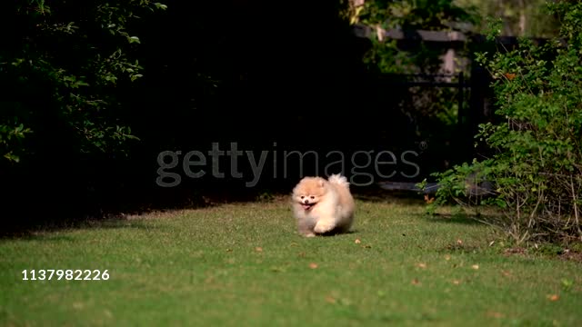 Fluffy Pomeranian Dog Running with Joy