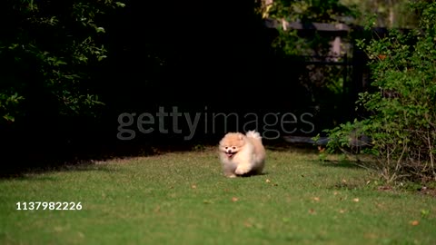 Fluffy Pomeranian Dog Running with Joy