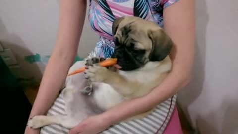 Pug Eating Some Carrot || Funny Video||