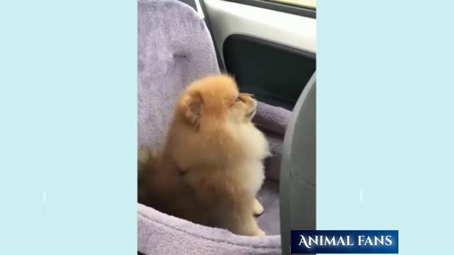 Funny and Cute Animal Video