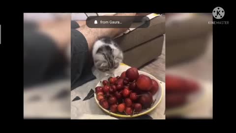 Cute cats funny videos