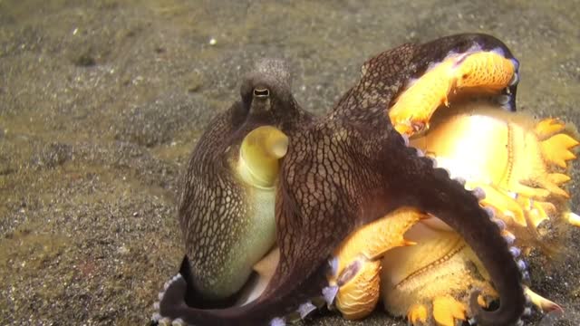 Crazy! OCTOPUS FIGHTING CRAB