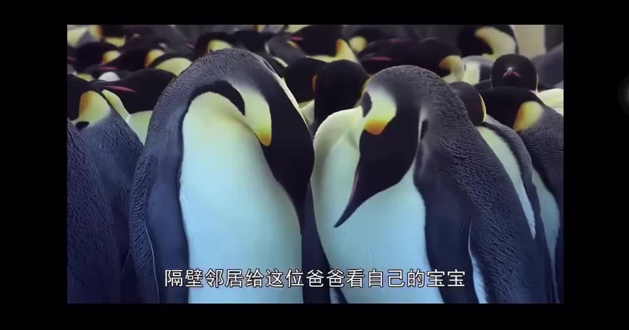 The story of Spot the Penguin4