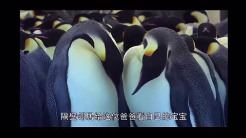 The story of Spot the Penguin4