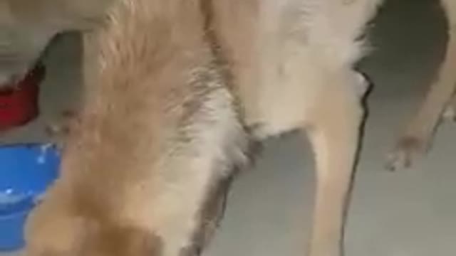 Feeding Hungry street dogs during lockdown