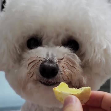 Dog don't want to eat this trash🥹🥹🤣🤣🤣