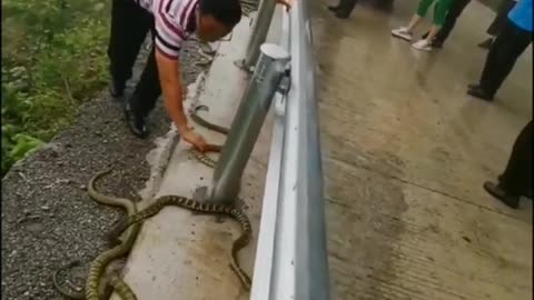 Lots of snake on the road