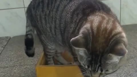 small box big cat