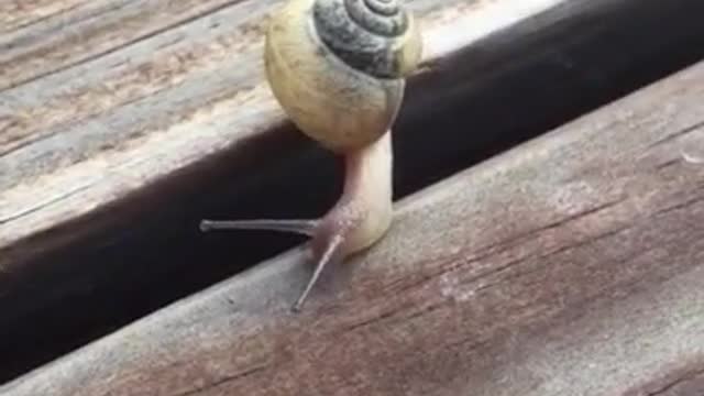 The little snail is so cute