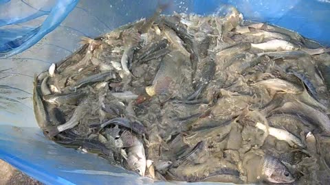 Crazy Fresh Fish!