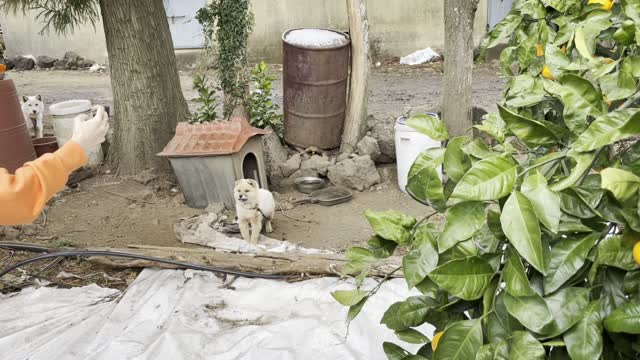 Meet baby dogs at the tangerine farm in Jeju Island