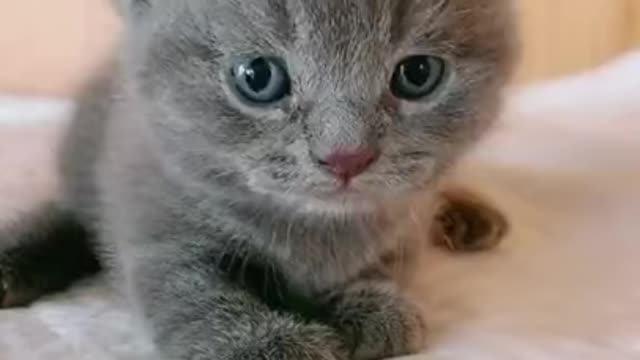 Lovely Cat, black cat, funny cats, funny cat videos​ - I am hungry now